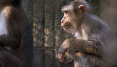 属猴2022年多少岁 不同五行属猴人命运分析