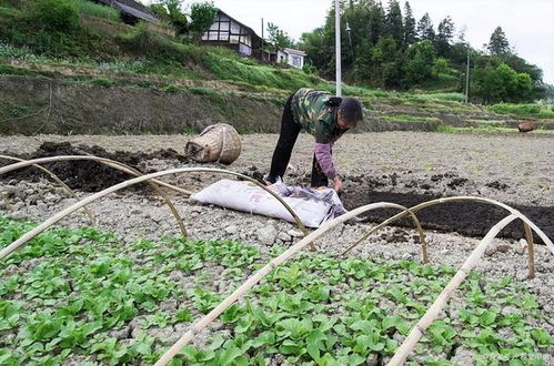 哪个专家建议粪水不能浇地 用粪水浇地被罚款是真的吗