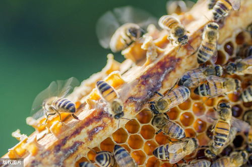 意蜂养殖成功的五点关键管理,意蜂没蜂王没子脾怎么养