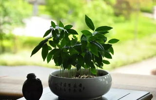 从家居风水中寻找你的桃花运