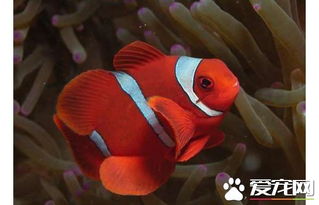 透红小丑鱼的饲养 海水盐度在1.020到1.025之间