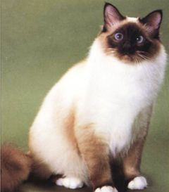 和巴曼猫，暹罗猫很像的猫还有哪些？