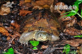 黄喉拟水龟腐皮病还是比较常见的 龟谷鳖老