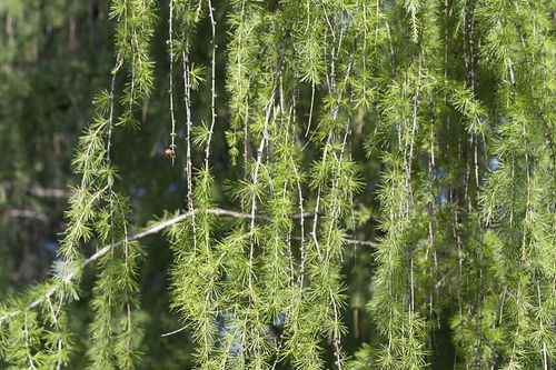 垂柳是什么植物,柳树和垂柳区别？