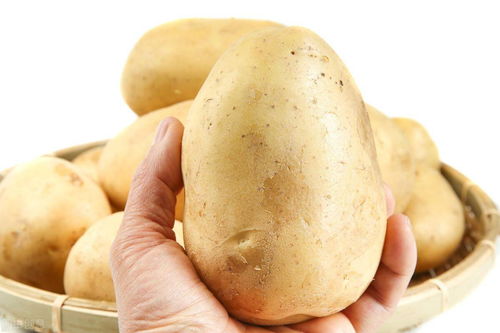 中国哪里的土豆最出名,哪个城市的人喜欢吃土豆？