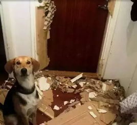 养狗最可怕的不是被拆家,而是你不在家时把门给拆了