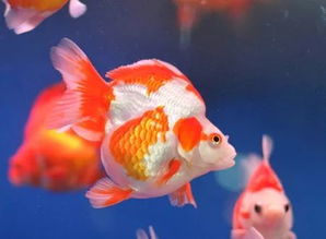 冷知识大讲堂丨鱼的记忆真的只有七秒