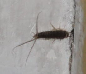 墙上 虫子 这是什么虫子 