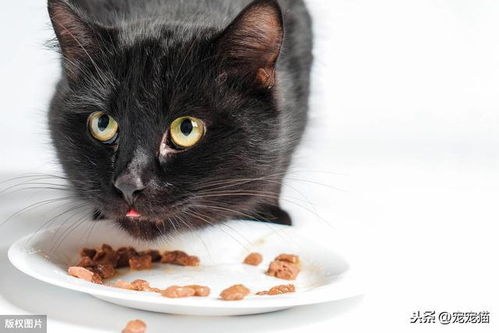 猫粮里的迷迭香是诱食剂吗？