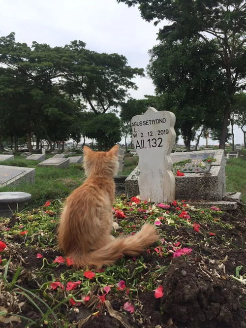 老爸离世后猫咪绝食,家人带它到墓前,背影惹哭无数人
