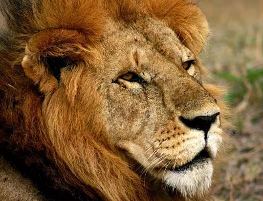 如何判断一头狮子的年龄 动物学家 看狮子这个部位的颜色