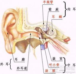 中耳炎中医针灸哪个穴位