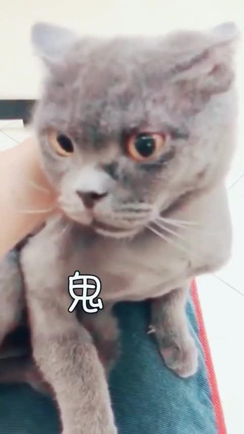 一只看见了 鬼 的猫,结果主人的反应,那才叫一个惊悚 