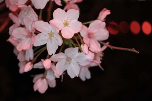 三月女神节丨来从化这些地方赏花和你更配哦