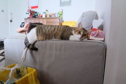 猫咪睡沙发上,喜欢把一只脚垂下来