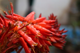 芍药种类及图片大全（芍药有多少种及图片）