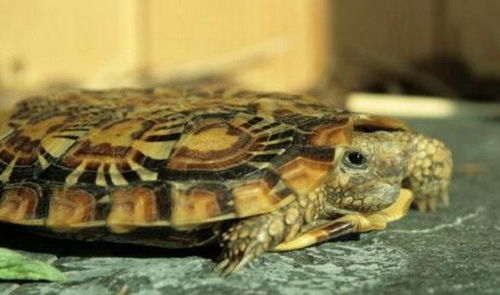 地球上10大难养的陆龟,印度星龟居榜首,你有养过一种吗