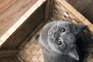 引起猫咪患结膜炎的原因是什么,猫患结膜炎怎么办