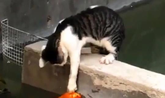 猫咪的一双爪子好生厉害,瞬间就抓到了池塘里游的鱼