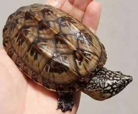 墨西哥蛋龟丨蛋龟中的小巨人