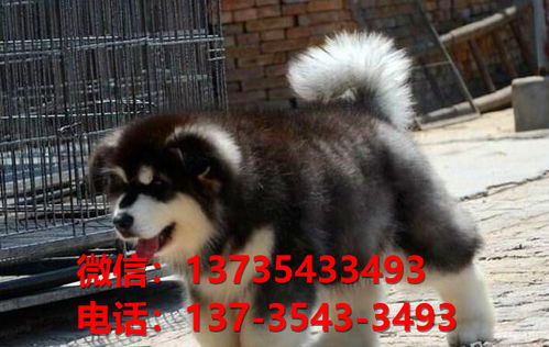 滁州宠物狗狗犬舍出售纯种阿拉斯加幼犬卖狗买狗地方在哪里有狗市场