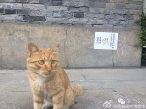 西安碑林博物馆养猫成网红 只因游客被抓伤被送出 