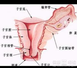 阴道炎反复复发怎么预防