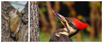 啄木鸟舌头的特征 