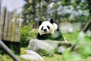 我们到四川迎熊猫 一 大熊猫吃月饼过中秋 一顿能吃俩