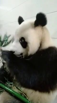 熊猫是一种特别能吃的动物,看看他们现在吃的有多香 