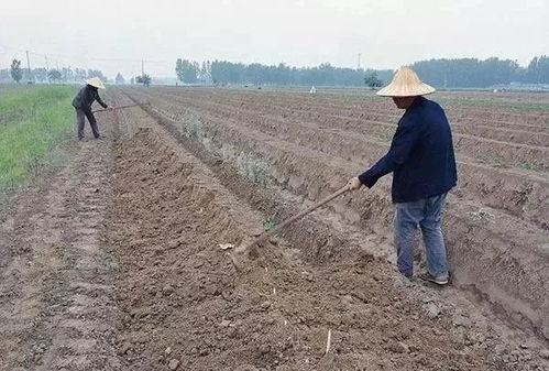 2020年土地大调整,农村土地买卖合法吗