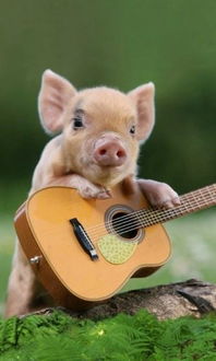 有没有一头猪抱着吉他的图片 