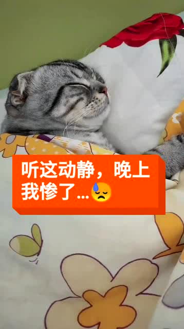 猫咪睡觉打呼噜,今天晚上是睡不好了 