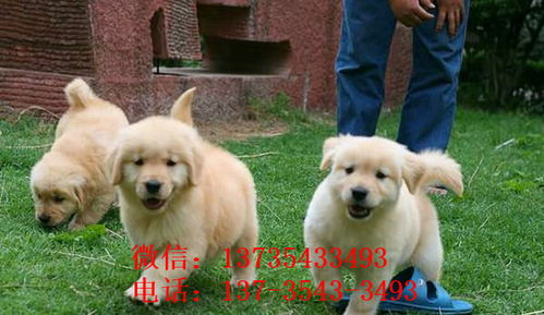 南平犬舍宠物狗出售纯种金毛犬幼犬领养狗市在哪