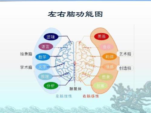 哈佛研究 儿童的右脑比左脑更值得开发,家长别错过