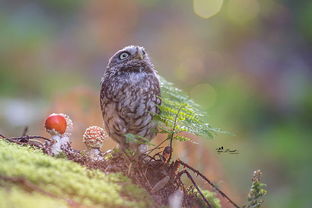 猫头鹰在蘑菇下避雨网络爆红