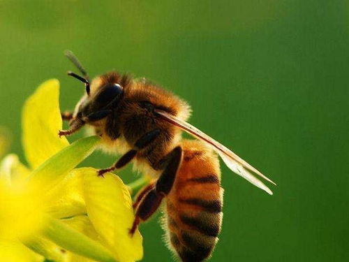 蜜蜂是如何在冬天保暖的