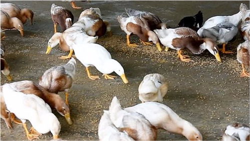农村专业养鸭子一年能赚多少钱 内地大伯的话道出你想知道的秘密 
