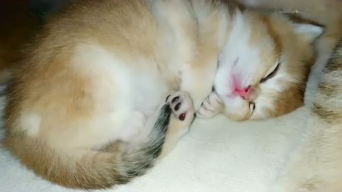 睡觉中的可爱金渐层小猫在做梦,梦到好吃的赶紧跑啊 呆萌记录 