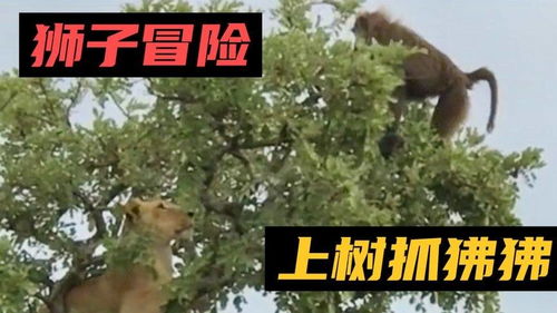 狮子冒着生命危险,爬上参天大树抓狒狒,却把自己弄尴尬了 