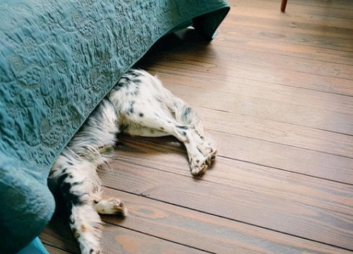 一条狗的睡觉位置,暴露了你的重要程度,超准