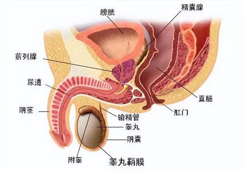 45岁男子查出 阴茎癌 ,医生提醒 出现这几种症状,尽早去检查