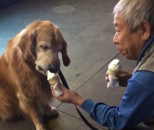 大爷很宠溺金毛,买来冰淇淋一起享用,一人一狗的画面很感人