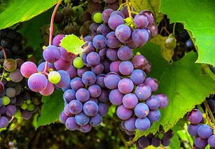 葡萄的功效与作用 葡萄有什么营养价值和功效