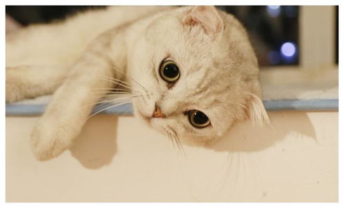 用棉签能让母猫停止发情 无知 小心你的 爱 要了猫的命