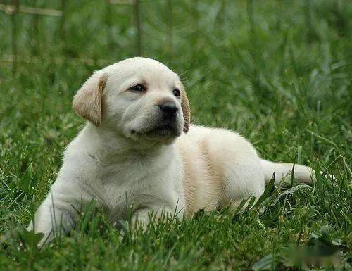 白色土猎犬成年多大了
