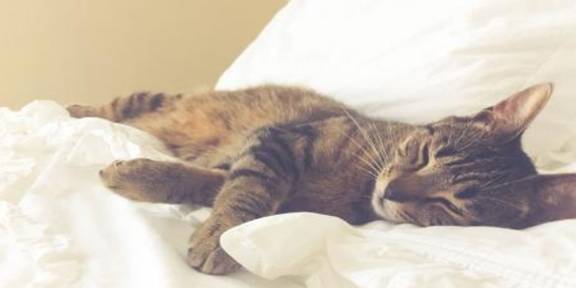 为什么很多猫不喜欢睡猫窝,却总喜欢和人挤一张床呢 涨知识了