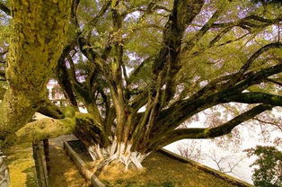 吉安纪行 枝繁叶茂的吉安古榕树 组图 