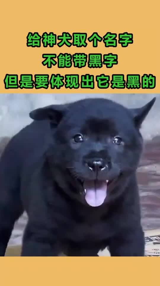 给神犬取个名字,不能带黑字,但是要体现出它是黑的 