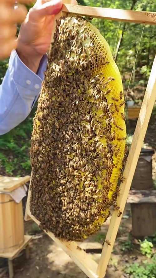 给来蜂场的朋友看蜂蜜,结果碰到蜂王,运气挺好 蜂蜜 